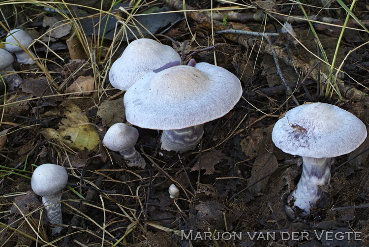Kleinsporige lila gordijnzwam - Cortinarius acutispissipes